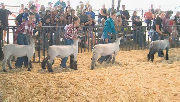 Adams County Fair kicks off with lamb showmanship show, all things Colorado
