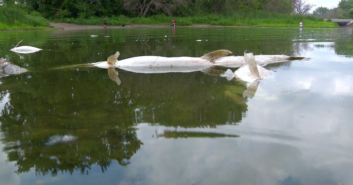 This year shaping up to be one of worst for fish kills, Minnesota DNR says