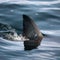 Shark attacks, injures surfer at popular beach in Australia