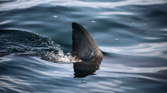 A white shark dorsal fin breaks the surface of calm water 