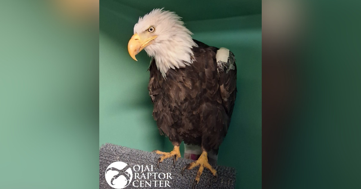 Big Bear bald eagle Jackie takes 