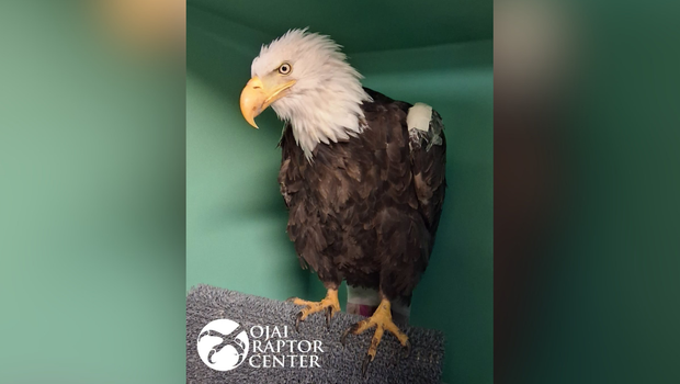 Big Bear bald eagle Jackie to be honored at Ontario Tower Buzzers game