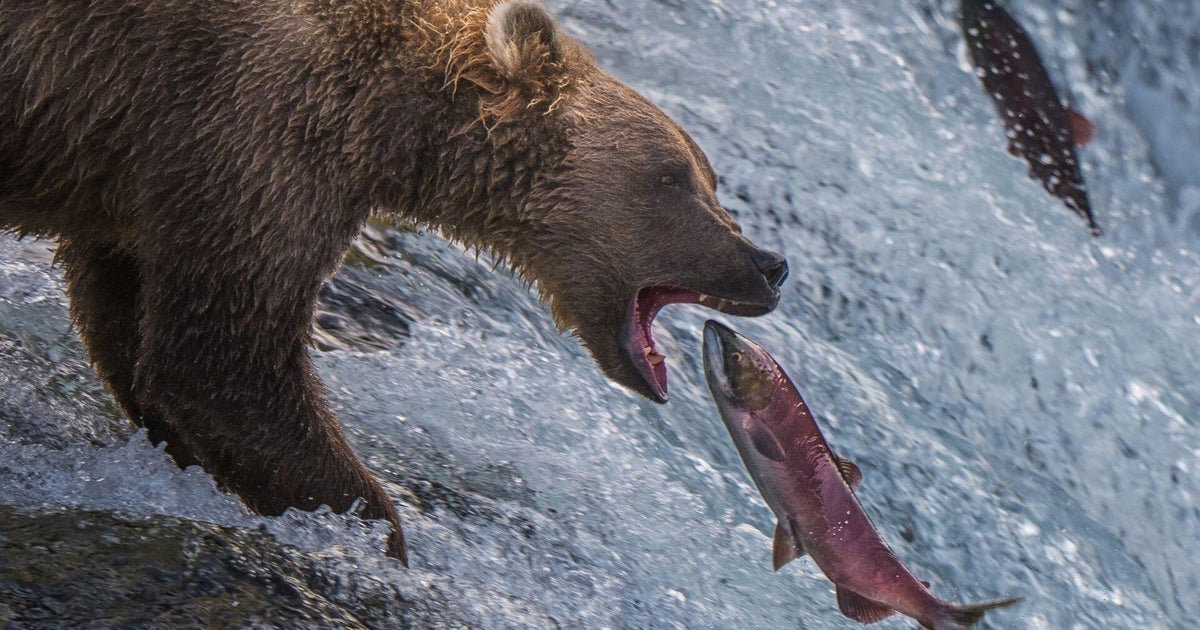 Bears feast on salmon at Alaska's Brooks Falls to bulk up ahead of winter