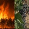 Wildfires threaten France's historic Bordeaux wine region