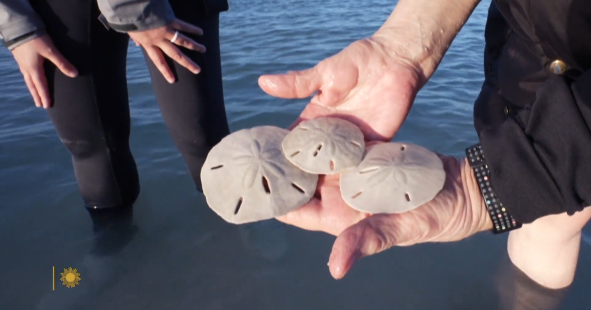 Hunting for sand dollars