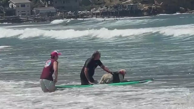 pacifica-dog-surfing-championships-2026.jpg 