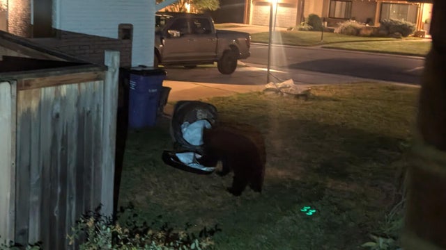 matthew-kalan-bear-photo.jpg 