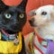Dog rescue hires a cat to help boost adoptions