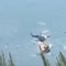 2 helicopters collide while putting out fires in Greece