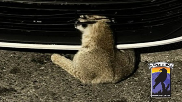 kdka-bobcat-hit-by-car.png 