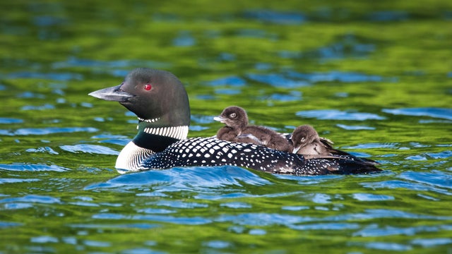Adult loon with two babies on its back swimming on lake in Canada. 