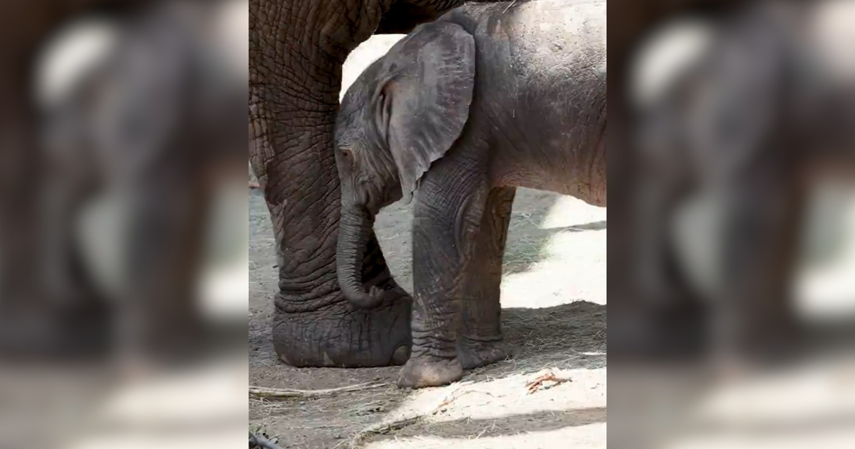 New baby elephant welcomed at Dallas Zoo