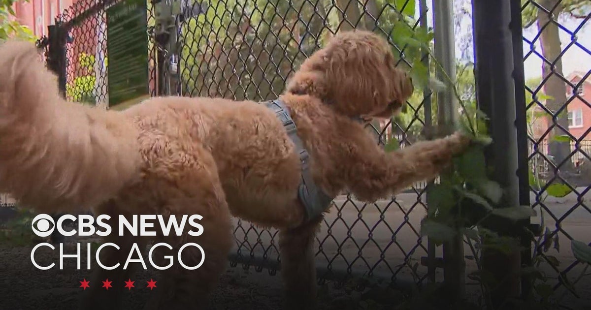 Dog owners say gravel in Hamlin Park’s new dog area is hurting their pets