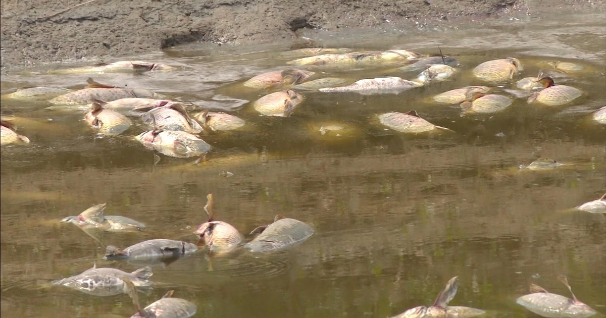 Thousands of dead fish found in shallow Northern Colorado lake; some residents try to save the survivors