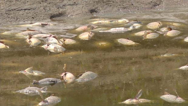 fish.jpg