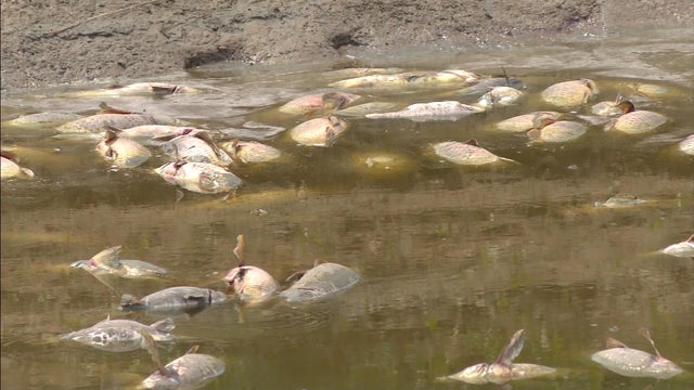 fish.jpg 