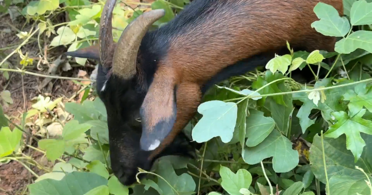 Goats help reveal past at historic African American cemetery in College Park