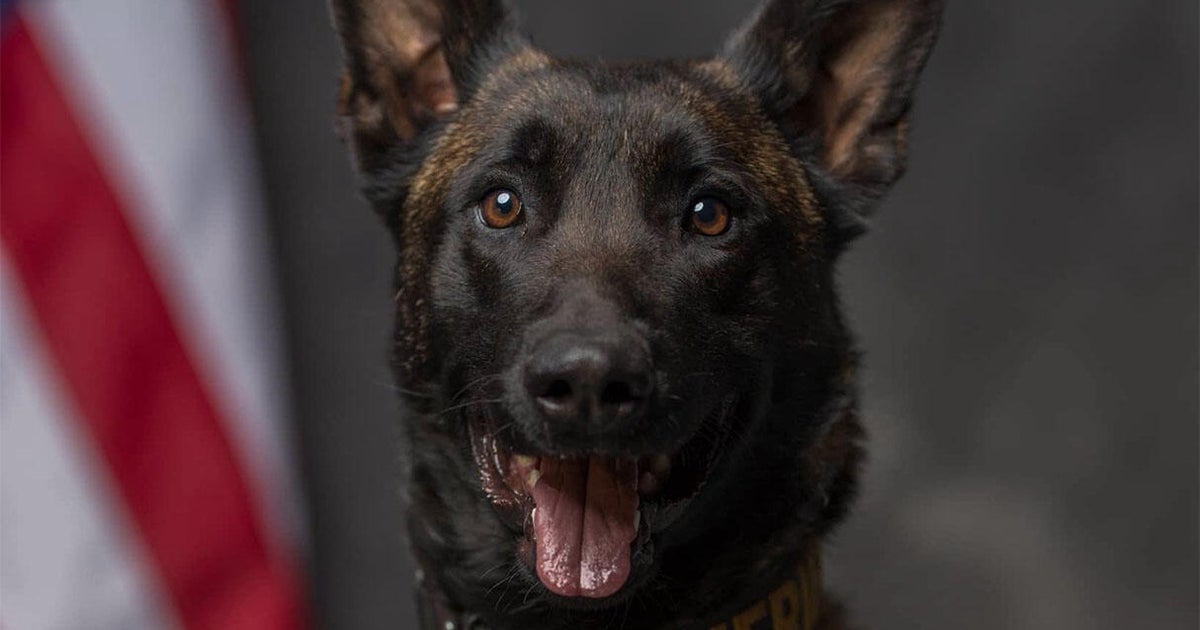cbsnews.com - Adam  Harrington - LaPorte County, Indiana, Sheriff's office retires K9 who worked with deputy who was shot and wounded