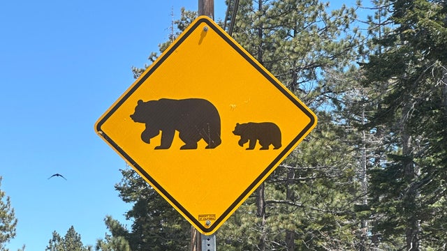 bear-warning-sign-getty-images.jpg 