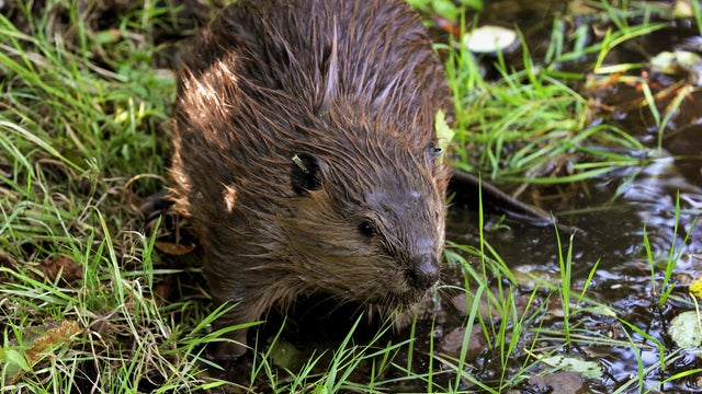 Beavers Desert Future 