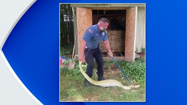nj-snake.jpg 