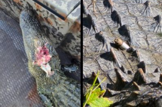 alligatorsshot.png