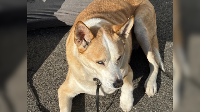 luke-the-dog.png 