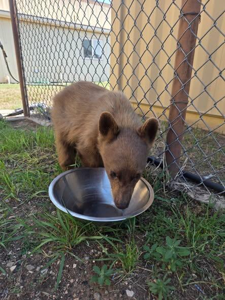 baby-bear-custer-county.jpg