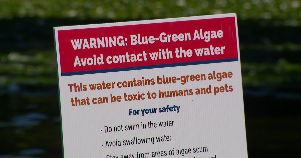 Cedar Lake beaches closed due to blue-green algae