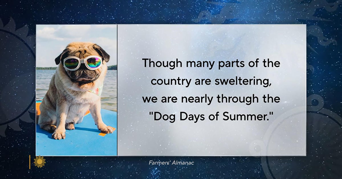 Dog Days of Summer