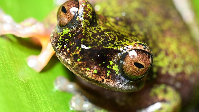 COSTA RICA-FROG-DISCOVERY 