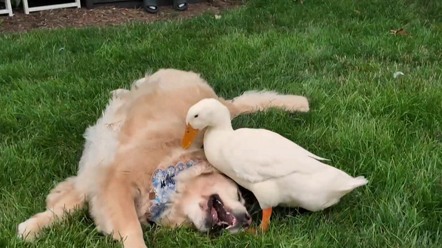 cbsn-fusion-how-a-duck-helped-a-dog-recover-from-panic-attacks-medication-that-brought-him-down-thumbnail.jpg 