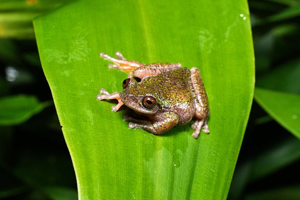 COSTA RICA-FROG-DISCOVERY