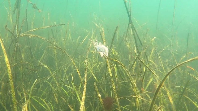 grass.jpg 