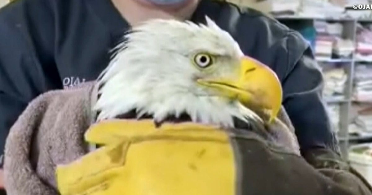 Beloved California bald eagle Jackie battles for survival