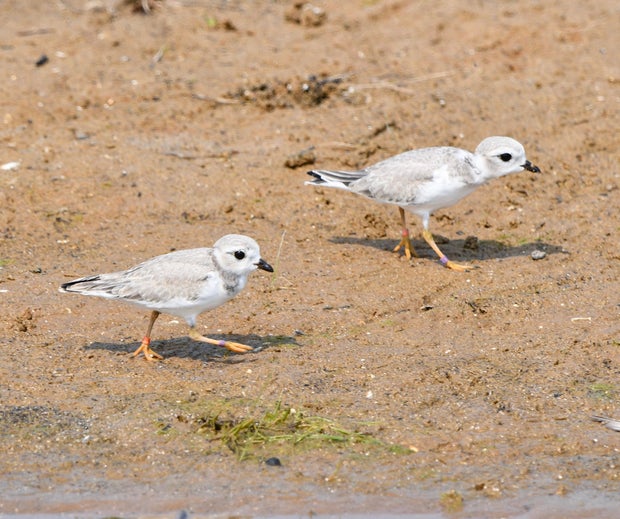 piping-plover-birds-2.jpg