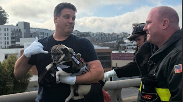 sf-pug-rescue-i280.jpg 