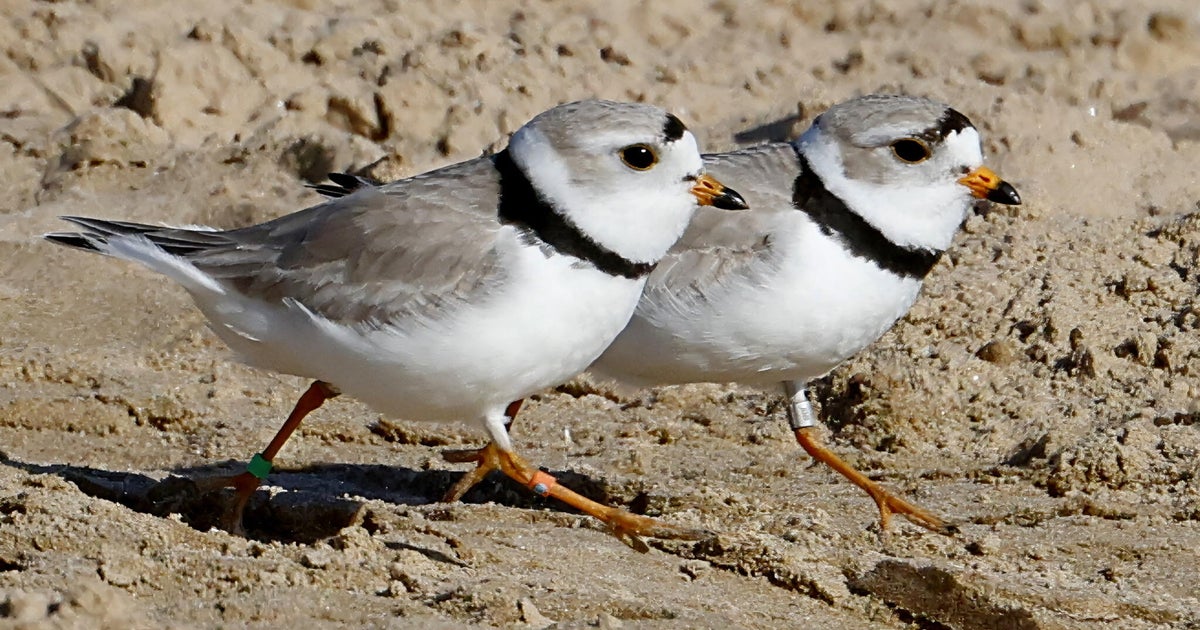 Chicago piping plovers gear up for migration as monitors work to raise awareness