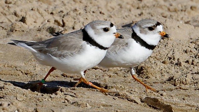 piping-plover-birds-1.jpg 