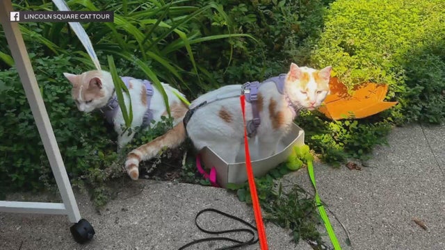 ls-cat-tour.jpg 