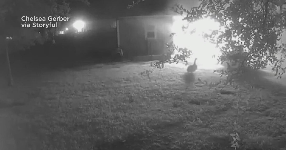 Pet goose alerts family to barn fire at Houston‑area home