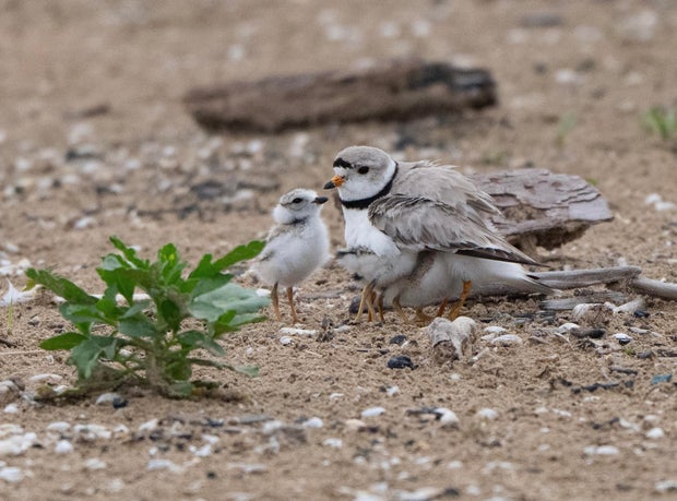piping-plover-birds-3.jpg