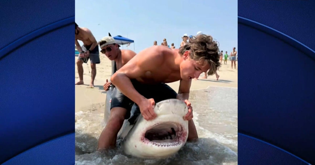 Some fishers lure sharks into shallow waters, causing concern in New Jersey