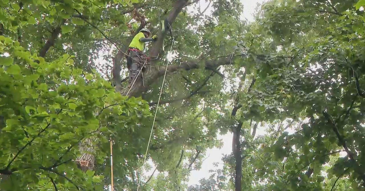 Massive tree split during last month's storms, threatening homes in Wooddale cut down