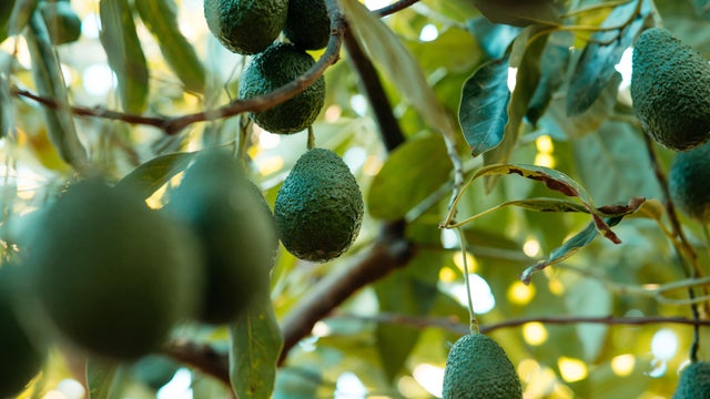 Hass avocados growing in the tree. Organic avocado plantations in M&aacute;laga, Andalusia, Spain 