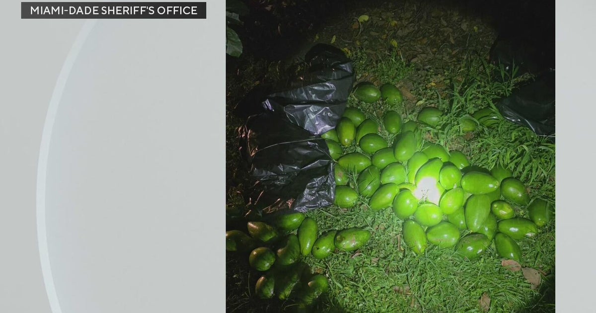 Miami-Dade man accused of stealing over 100 avocados from a grove