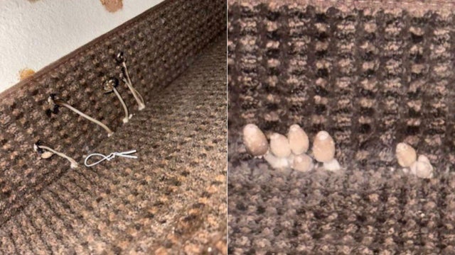 oig-mushrooms.jpg 