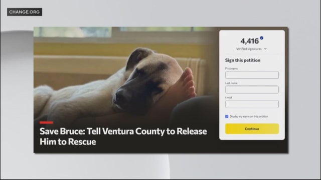 bruce-dog-euthanasia.jpg 