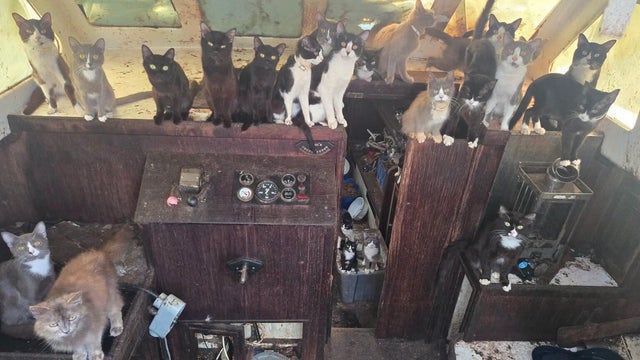 tacoma-cats.jpg 