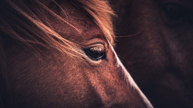 Close-up of the Eye of a Wild Pony 